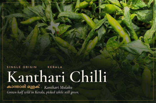 Green kanthari bird's eye chillies ripening on the plant in a Kerala garden, single origin