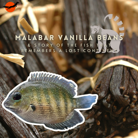 Malabar Vanilla Beans and the story of a fish and a Lost Continent