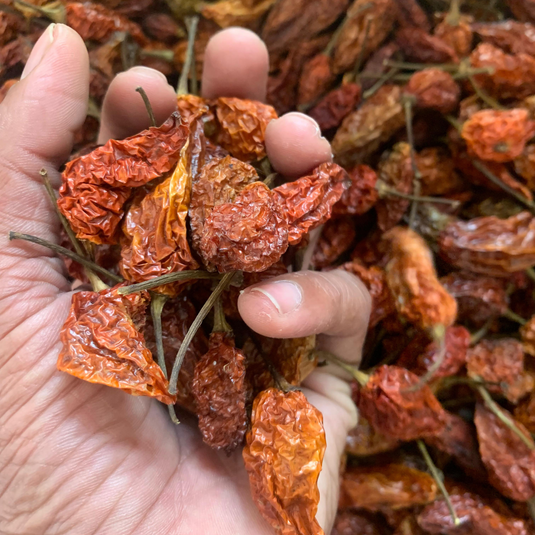Naga Raja Mircha / Ghost Pepper (GI Tagged)