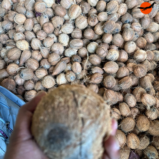 Hand holding sun dried copra at the Kuttiyadi coconut oil mill, raw material for unrefined coconut oil