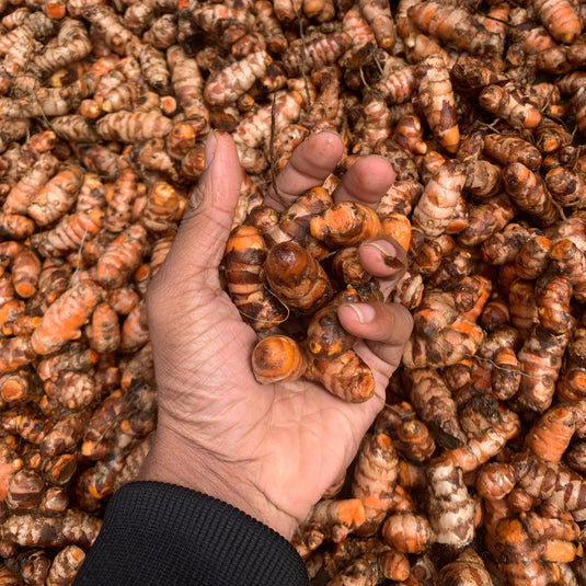 Lakadong Turmeric whole rhizomes GI tagged high curcumin from Meghalaya