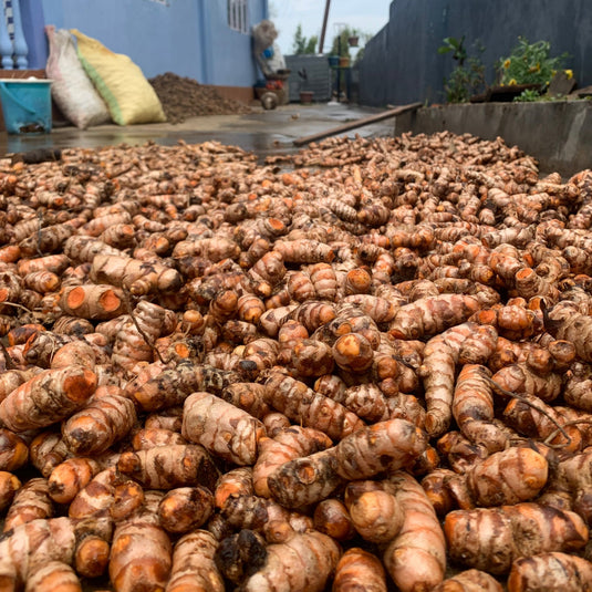 Fresh Lakadong turmeric rhizomes drying in the sun in Jaintia Hills, Meghalaya