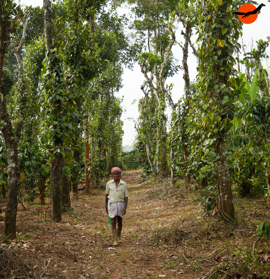 Farmer walking through a Tellicherry pepper vine grove near Nagarhole Tiger Reserve in Wayanad, Kerala
