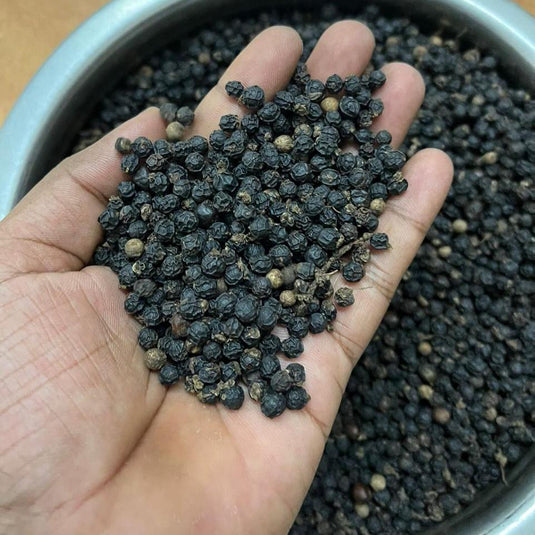 Hand holding Tellicherry peppercorns from Kerala showing large pinhead size