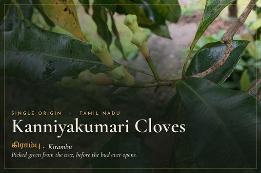 Fresh green clove buds on the tree in the Kanniyakumari hills of Tamil Nadu, single origin