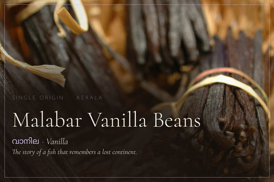 Malabar Vanilla Beans and the story of a fish and a Lost Continent