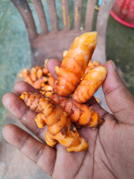 Lakadong Turmeric Powder