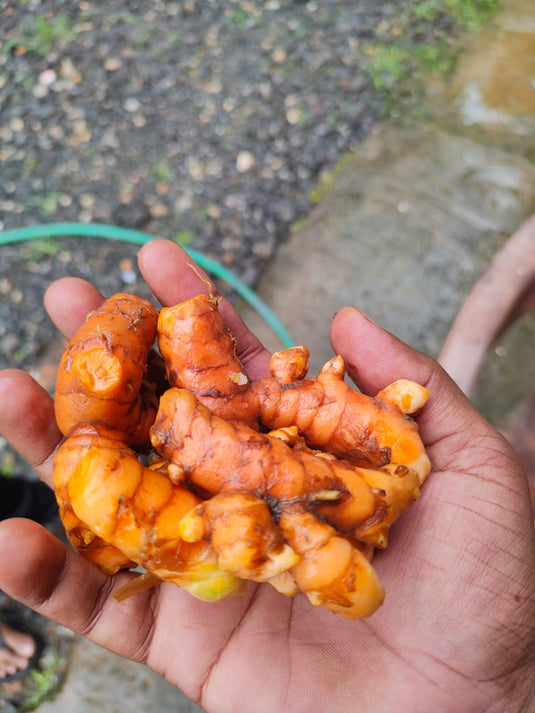 Lakadong Turmeric Powder